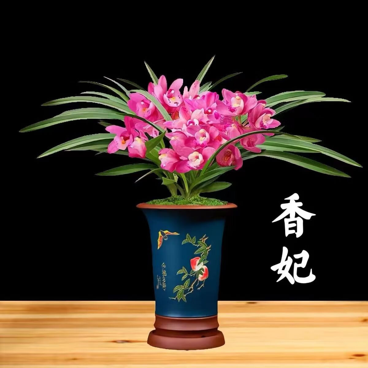 劉閣蘭花夏带浓香花苞 建兰四季兰状元红 名贵兰花苗好养易活浓香型