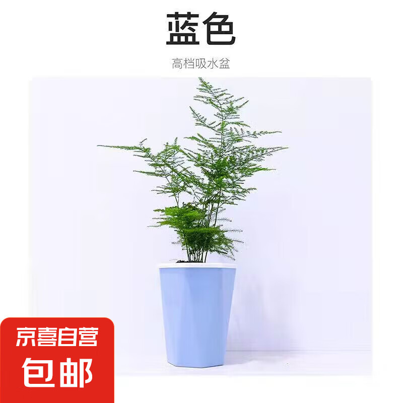 ��������ֲ�辰�ļ�����������������������������ֲ�������� С����15-20��+��ɫ�ߵ���ˮ�� ����