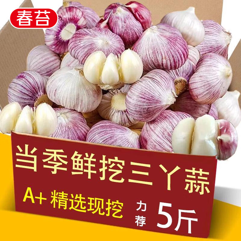 京地達云南大蒜頭當季新干大蒜紫皮三丫蒜3cm+凈重5斤源頭直發(fā)包郵