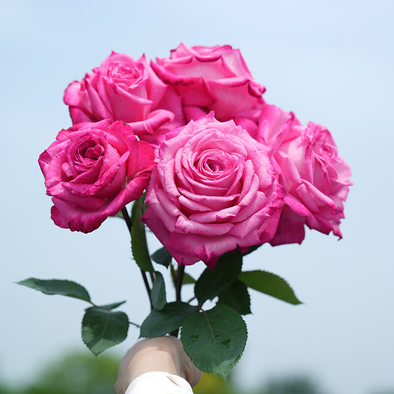 海蒂的花园月季玫瑰花盆栽蓝色阴雨粉色龙沙宝石藤本月季源头直发包邮
