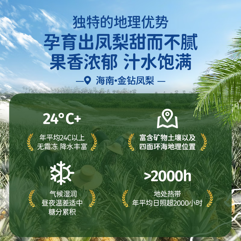 海南金钻凤梨新鲜水果时令整箱菠萝文昌直发生鲜采摘 中果带箱5斤