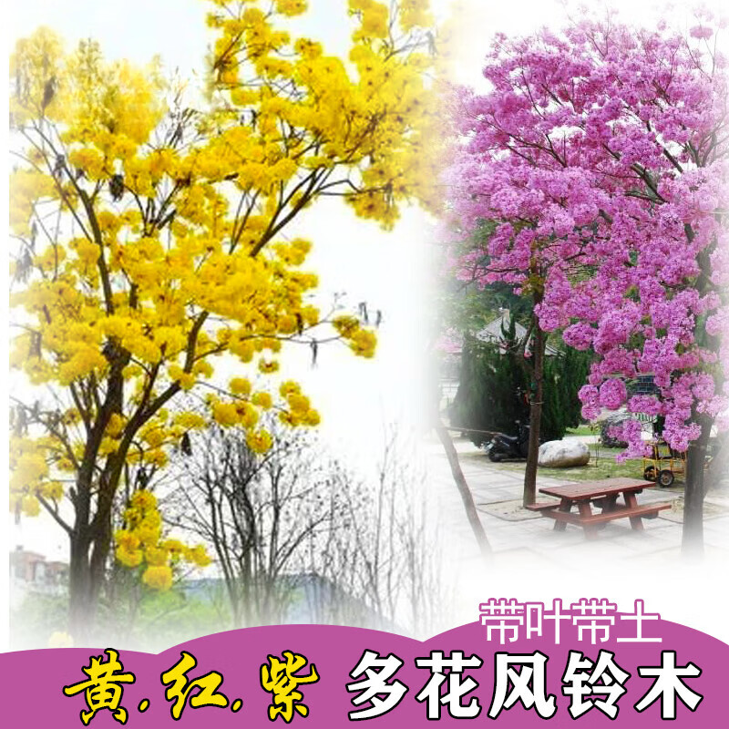 芬岚黄花风铃木树苗庭院观花风景树苗多花风铃树木小苗红花紫花品种 6公分留1.7米高(下单留言颜色) 50cm(含)-60cm(不含)
