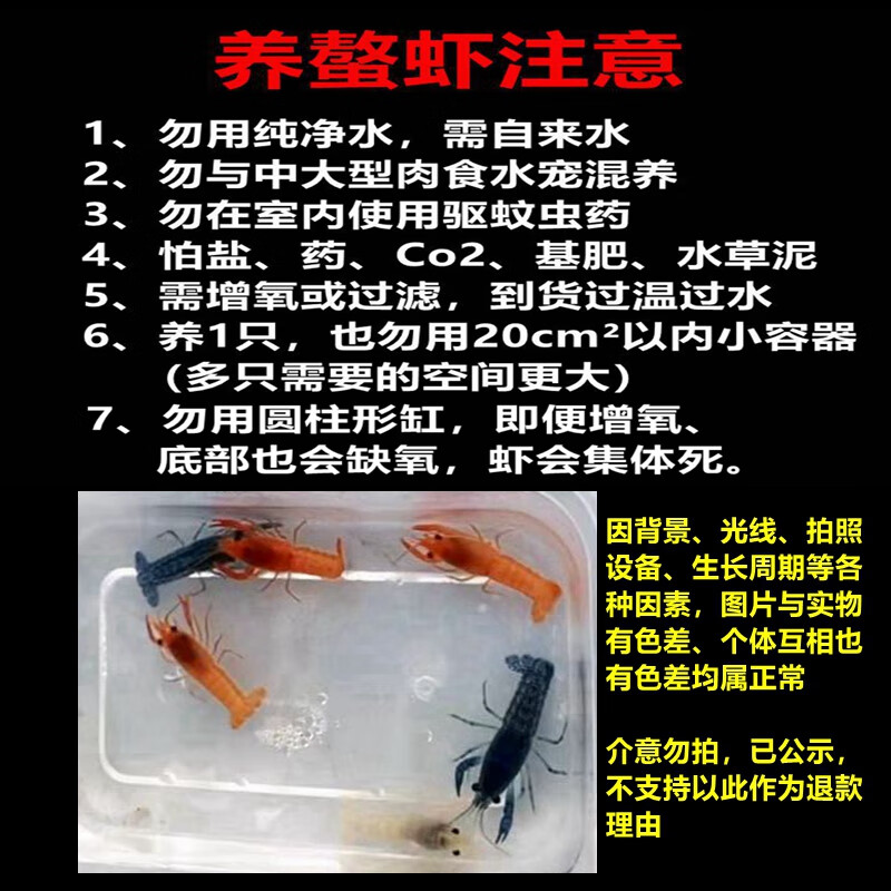 御趣鳌虾观赏虾淡水龙虾宠物鱼缸清洁火山破坏者天空蓝魔虾青花瓷螯虾 天空蓝魔虾 7-7.5cm