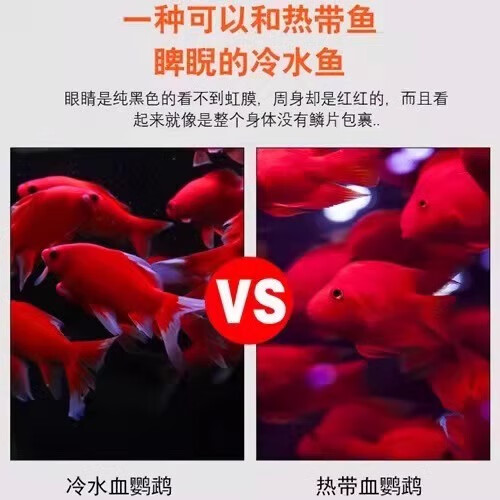 贝冠奇冷水观赏鱼红鹦鹉血鹦鹉葡萄眼黑眼金鱼冷水鹦鹉鱼活体活鱼 冷水鹦鹉4条 12-15cm