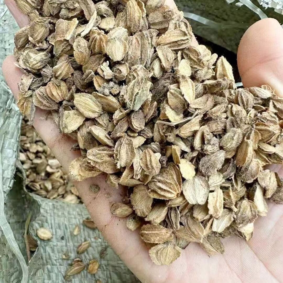 北沙参种子中药材四季可种北沙参药材庭院阳台大田四季种药材种籽 北