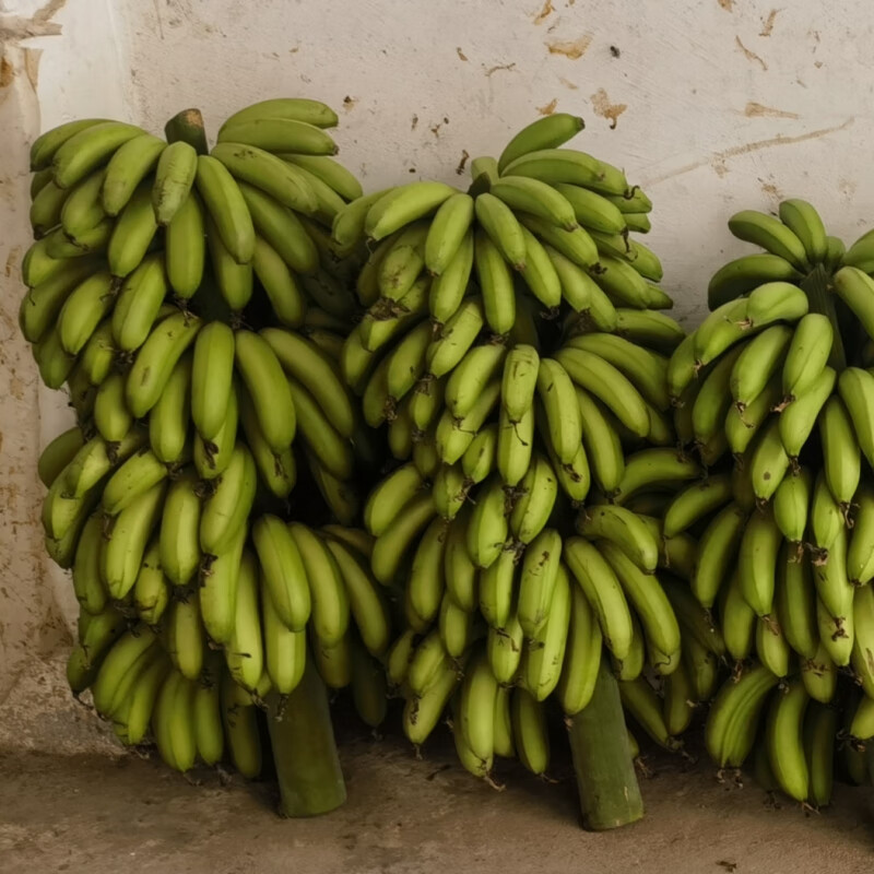 广东高州新鲜香蕉3-9斤自然熟水果原生态小香蕉生蕉发货自行催熟 3斤中大香蕉约7-13根