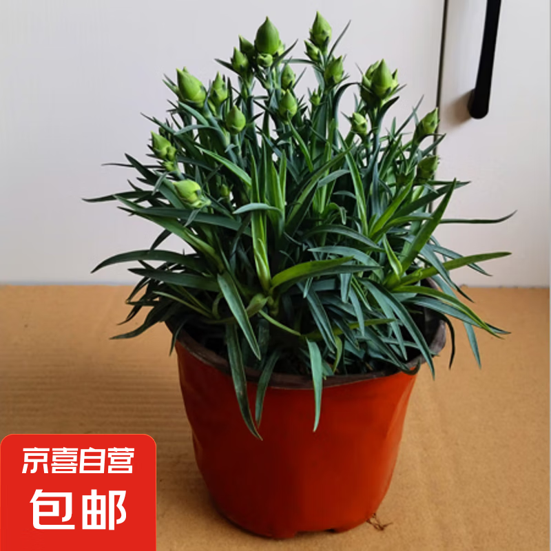 ����ܰ���Ի��������������̨ͥԺ������ֲ�ʻ������ļ��������� ����ܰ��������ɫ���һ�� ������