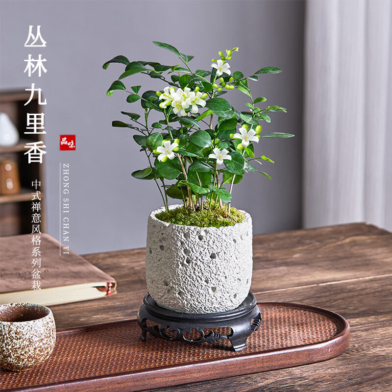 开时果 丛林九里香盆栽七里香盆景 室内桌面驱蚊绿植好养活开花卉植物 【上新款】孔洞熔岩盆+苔藓+底座