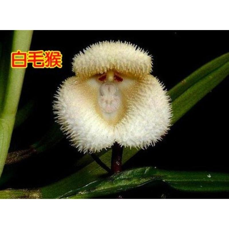 耐寒猴面兰花苗 精品猴面小龙兰 猴兰花 猴脸兰花苗盆栽奇花异草 白毛
