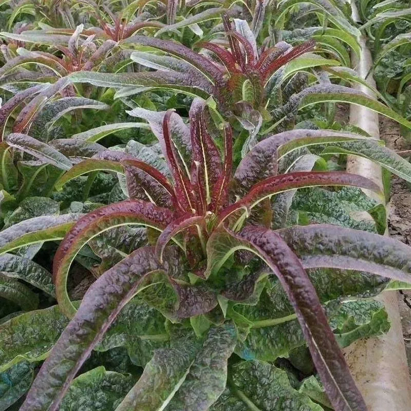 新鲜莴笋莴苣紫叶尖嫩丫细叶青笋尖火锅油焖辣炒时令蔬菜现摘现发 5斤泡沫箱