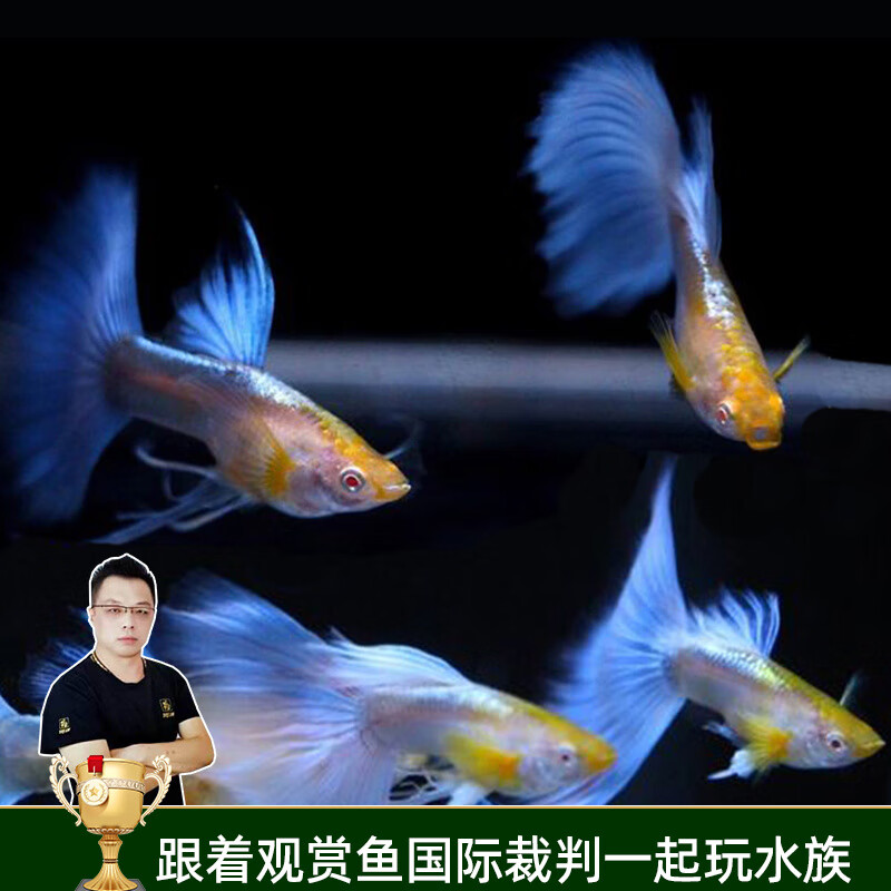 云峰海瑞觀賞魚純種孔雀魚活體小型熱帶魚鳳尾魚斗魚寵物魚缸造景寵物活體 顏色品種隨機五對練手純血孔雀魚