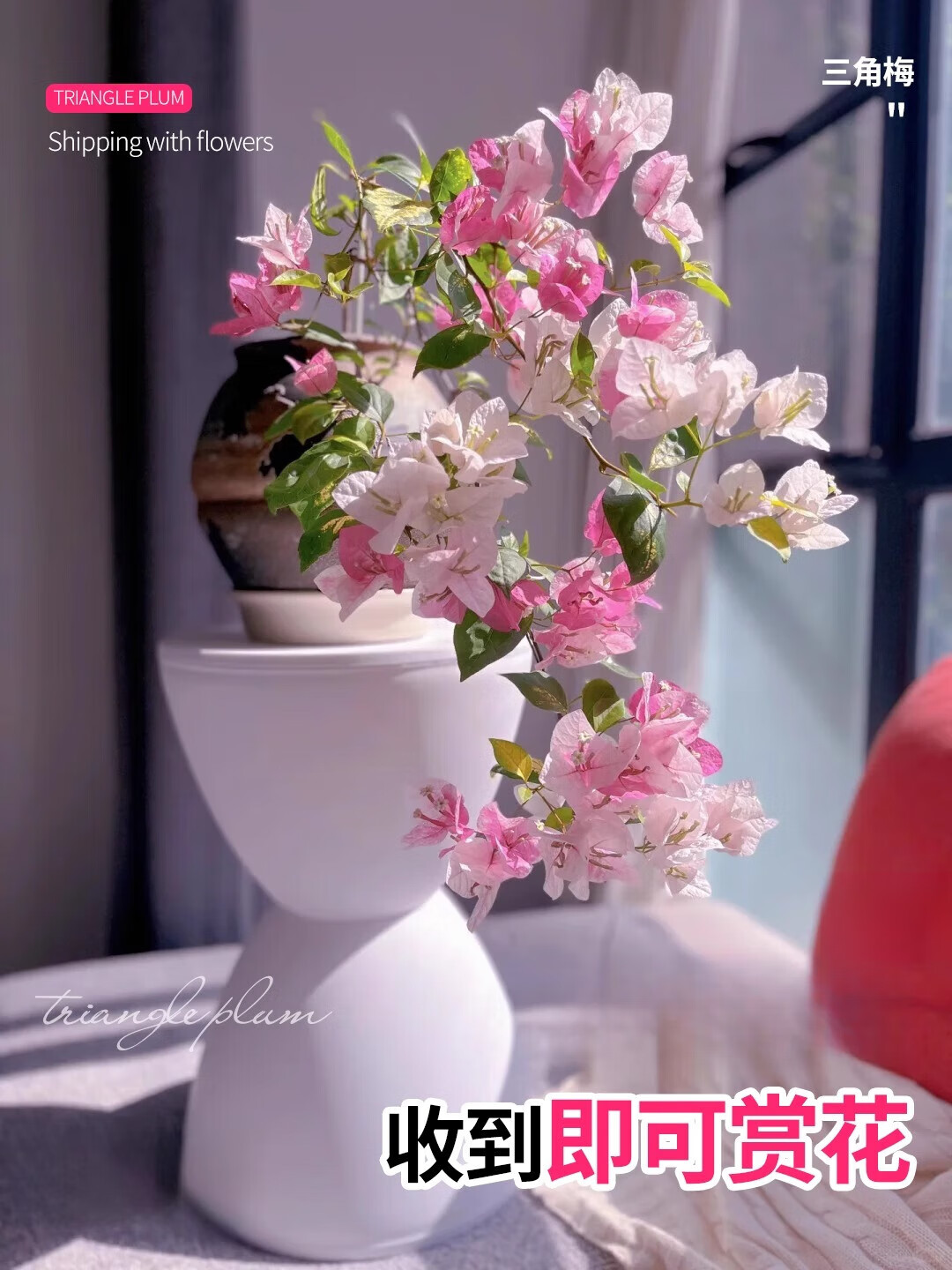 三角梅盆栽绿植物精品大苗带花卉漳红樱绿樱树苗爬藤老桩多季开花 金心橙白大苗45-50cm左右