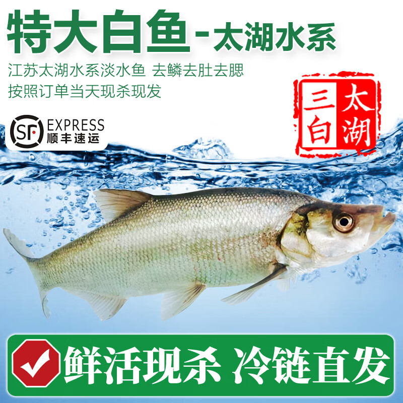 太湖海【特大白鱼】太湖三白翘嘴白条大白刁 鲜活三去淡水鱼类年货送礼  现杀（3-3.5斤）*1条
