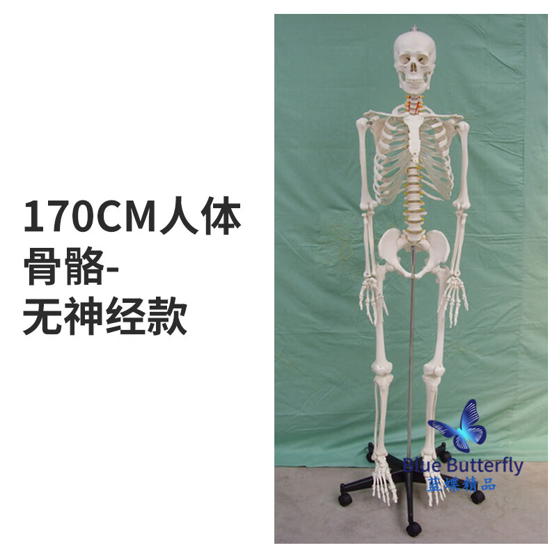 藍(lán)蝶170CM醫(yī)學(xué)全身人體骨骼模型骨盆瑜伽關(guān)節(jié)可拆卸解剖結(jié)構(gòu)骨架標(biāo)本 170CM人體骨骼-無神經(jīng)款