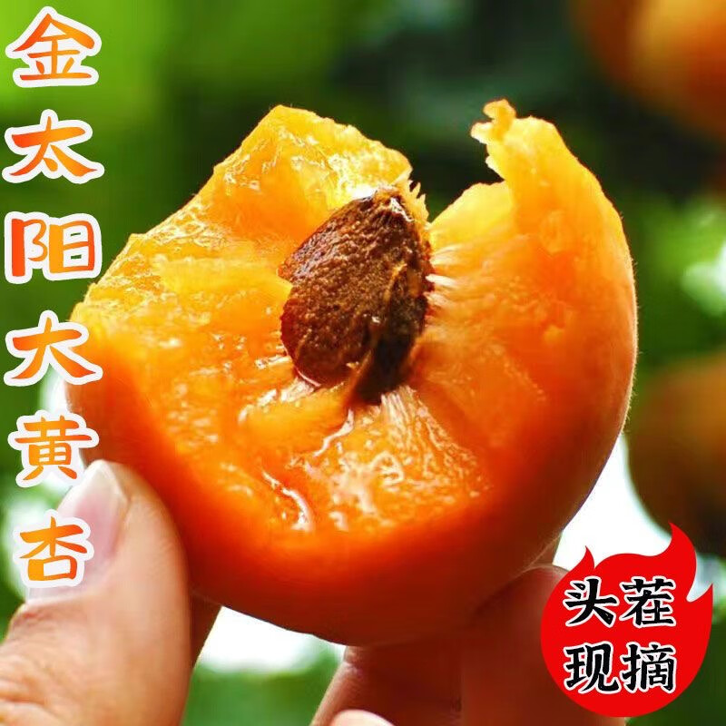 果中邢大黄杏山西运城金太阳应季新鲜水果孕妇酸甜杏子现摘现发产地直供 大果-净重4斤（单果65-80g-酸脆爽口）
