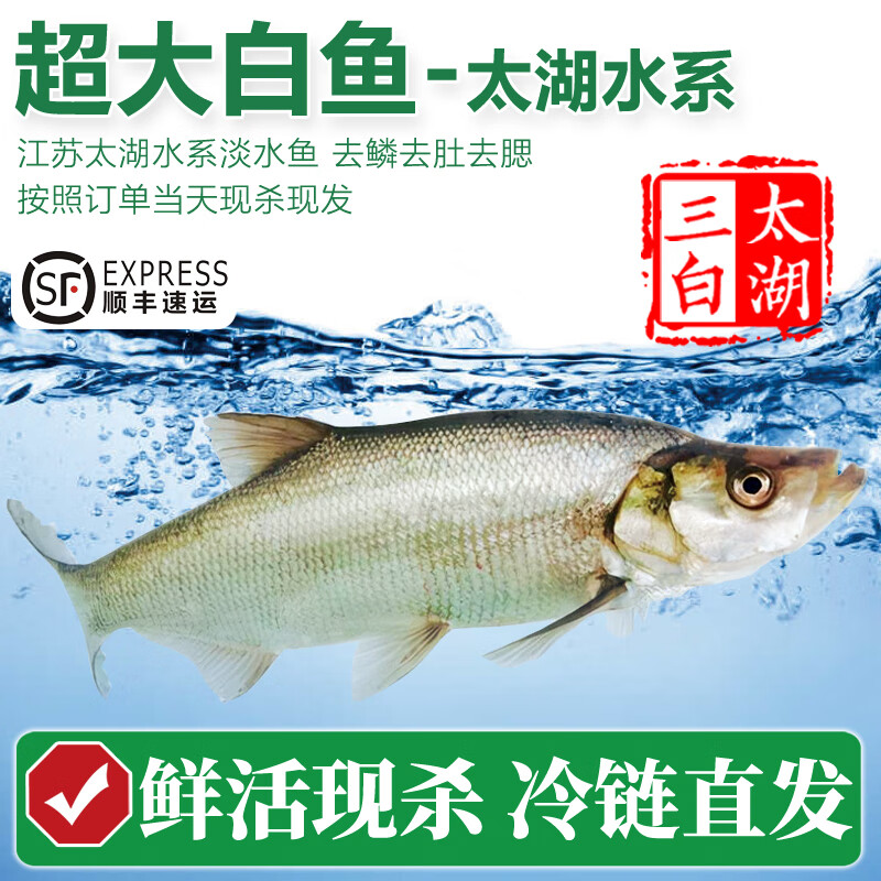 太湖海【特大白鱼】太湖三白翘嘴白条大白刁 鲜活三去淡水鱼类年货送礼  现杀（约4-4.5斤）*1条