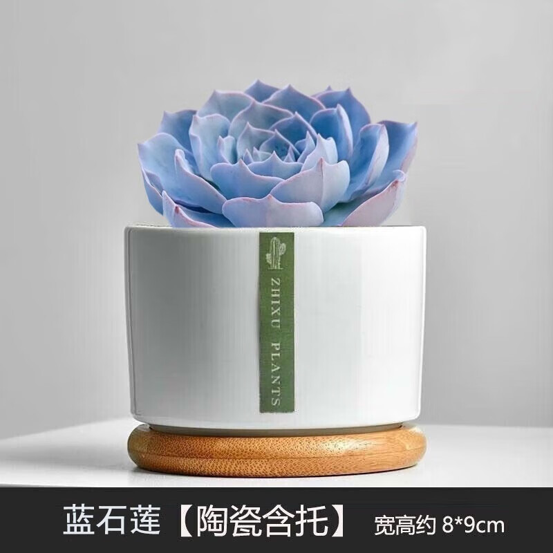 �������Ӷ���ֲ������ײ���������ֲ��칫�ҵ����������Ժ�����С���� ����ʯ����������� ������+�� 14.9Ԫ