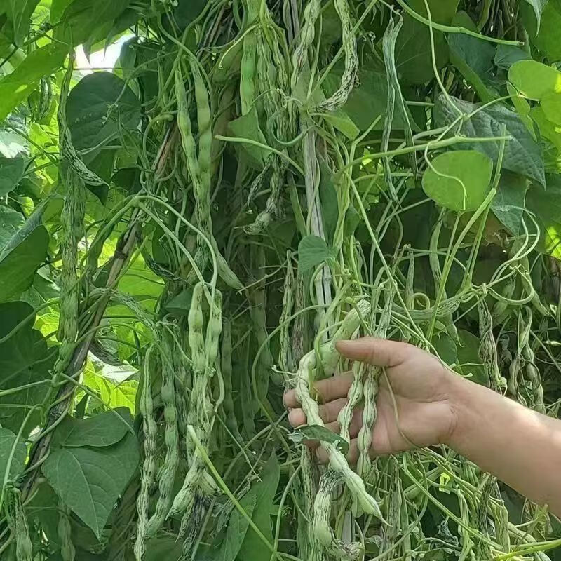 弯钩油豆种子 东北油豆角种子 开锅烂圆油豆挤豆蔬菜种子按斤销售 弯钩油豆种子 【半斤】
