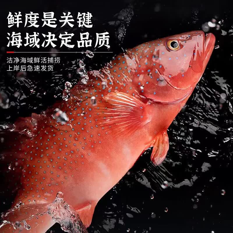 裕琳珑东星斑 特大石斑鱼 新鲜冷冻深海鱼 红斑鱼 非燕尾斑海鲜水产鱼类 深海东星斑1条(1.8-2.1斤/条)