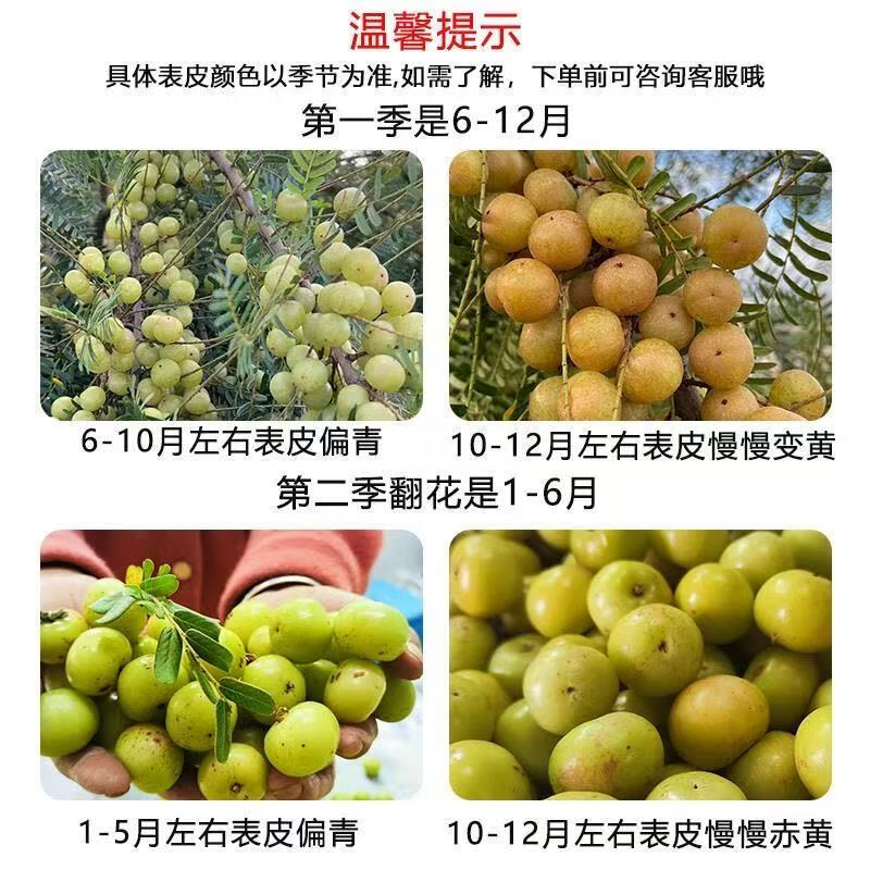 【潮汕大妈】正宗潮汕油甘新鲜油柑果余甘牛甘果孕妇水果橄榄柿饼 1斤【生吃回甘】不泡药水