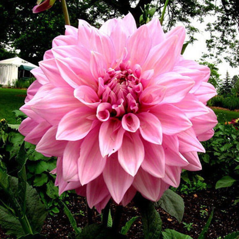 大丽菊 地瓜花种球 种根室内盆栽大丽花进口球根花卉 橙绣球 单个种球