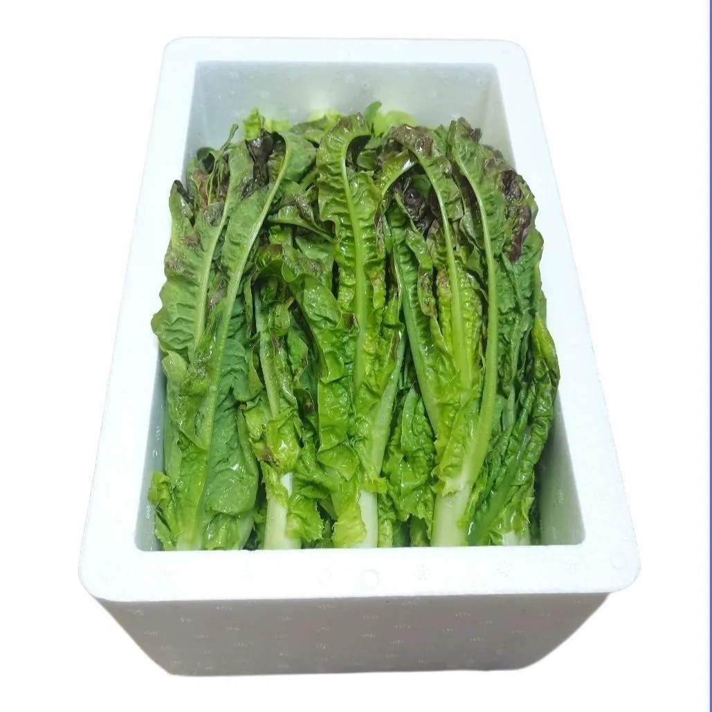 新鲜莴笋莴苣紫叶尖嫩丫细叶青笋尖火锅油焖辣炒时令蔬菜现摘现发 5斤泡沫箱