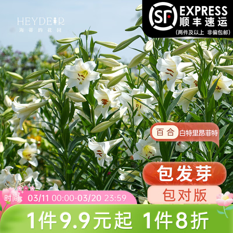 海蒂的花园百合种球进口现货重瓣香水切花品种球根植物裸球根阳台花园庭院 LO百合白特里昂菲特14/16  3球装 12+
