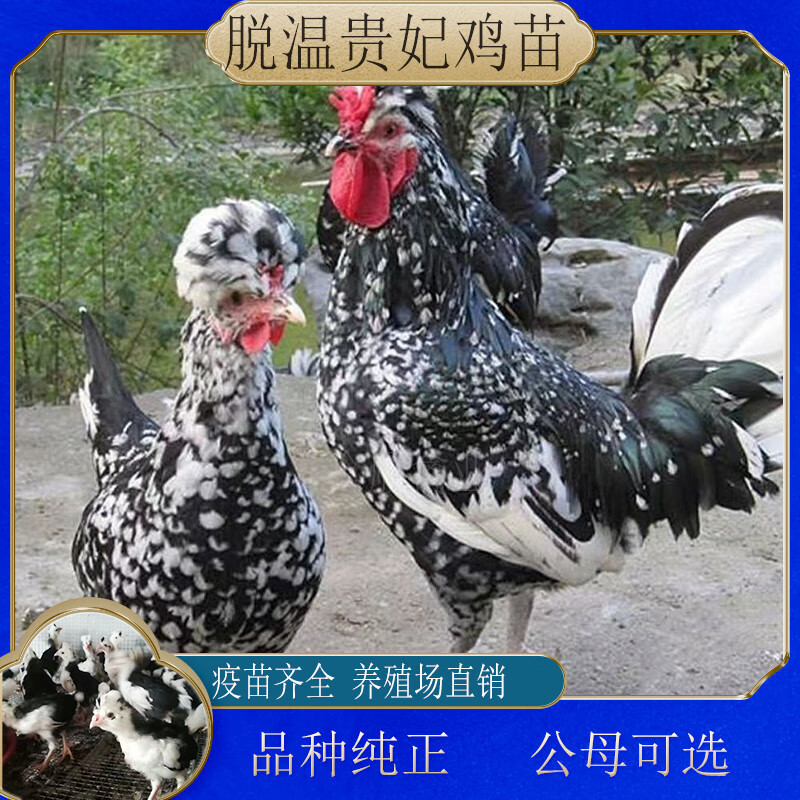 半斤左右贵妃鸡10只