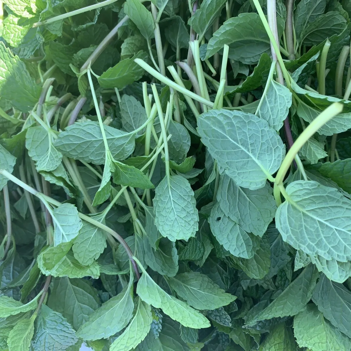 新鲜薄荷叶商用薄荷留兰香调酒奶茶店饮品摆盘 3斤