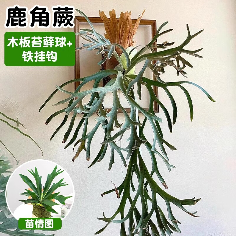 鹿角蕨掛板定植板二歧女王掛墻綠植室內(nèi)客廳垂吊懸掛蕨類植物盆栽 【可壁掛裝飾】二岐鹿角蕨苔蘚球+防腐木板+鐵掛鉤