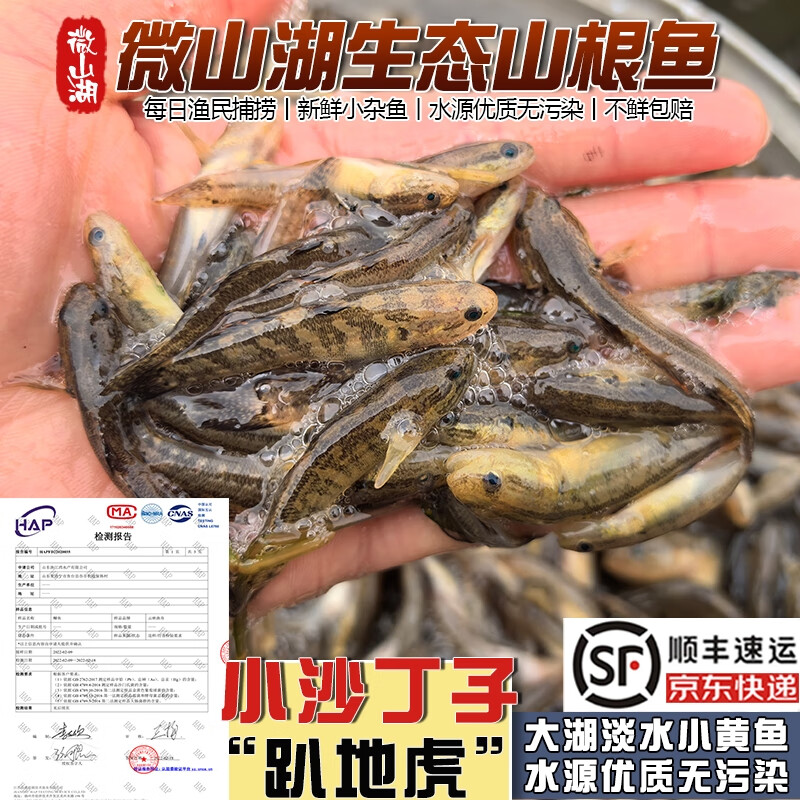 云映渔舟微山湖山根鱼沙里趴新鲜爬地虎小沙丁子鱼小黄鱼淡水小河鱼小