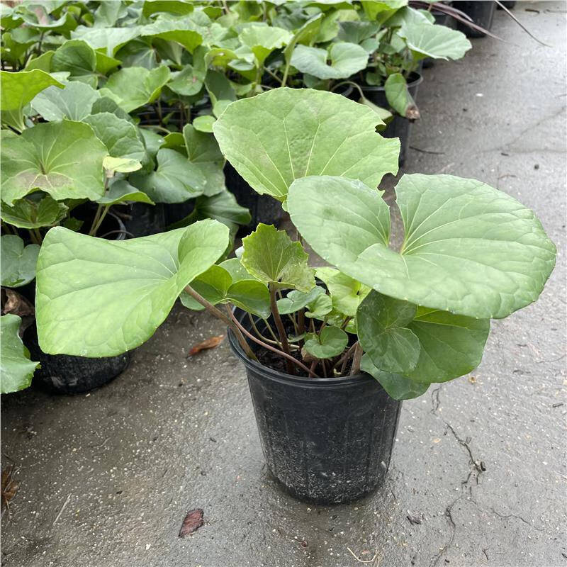 大吴风草盆栽阳台室外庭院花镜绿化百搭草多年生耐热耐寒耐阴植物 大吴风草 1加仑 0cm 含盆
