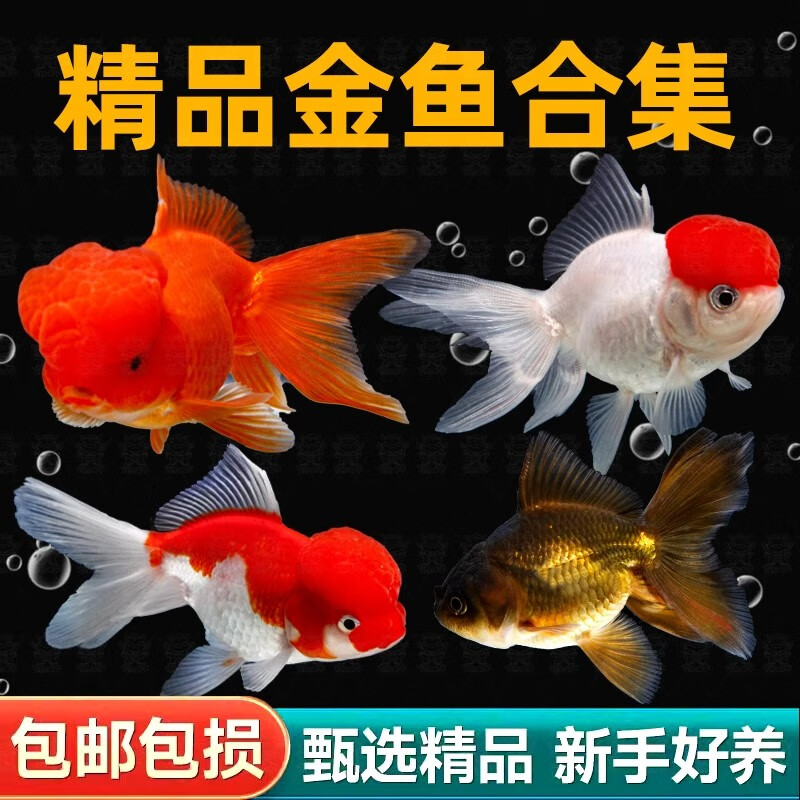 百纶木千金鱼观赏鱼【京东快递】不加温好养活狮子头活体冷水鱼招财鱼 【京东快递 送货上门】3-5cm招财三宝 各2条