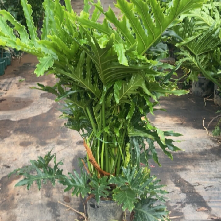 春羽老桩高端网红绿植观叶大型盆栽容易养活喜阳植物净化空气美化 （茂密款）80-90cm高苗原盆土