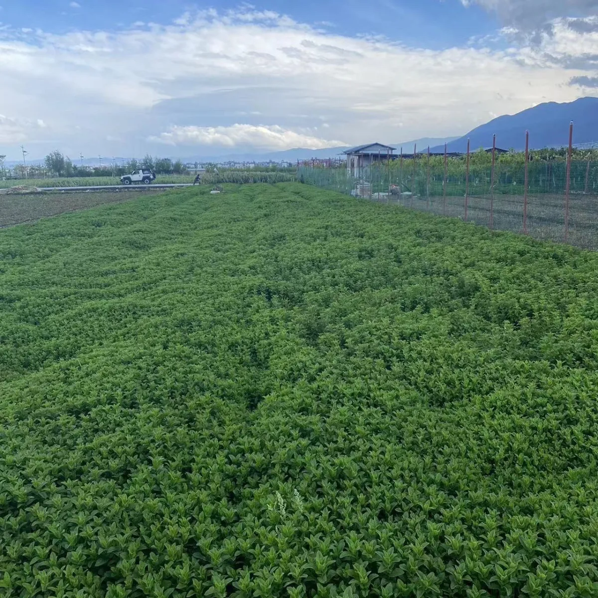 新鲜薄荷叶商用薄荷留兰香调酒奶茶店饮品摆盘 3斤