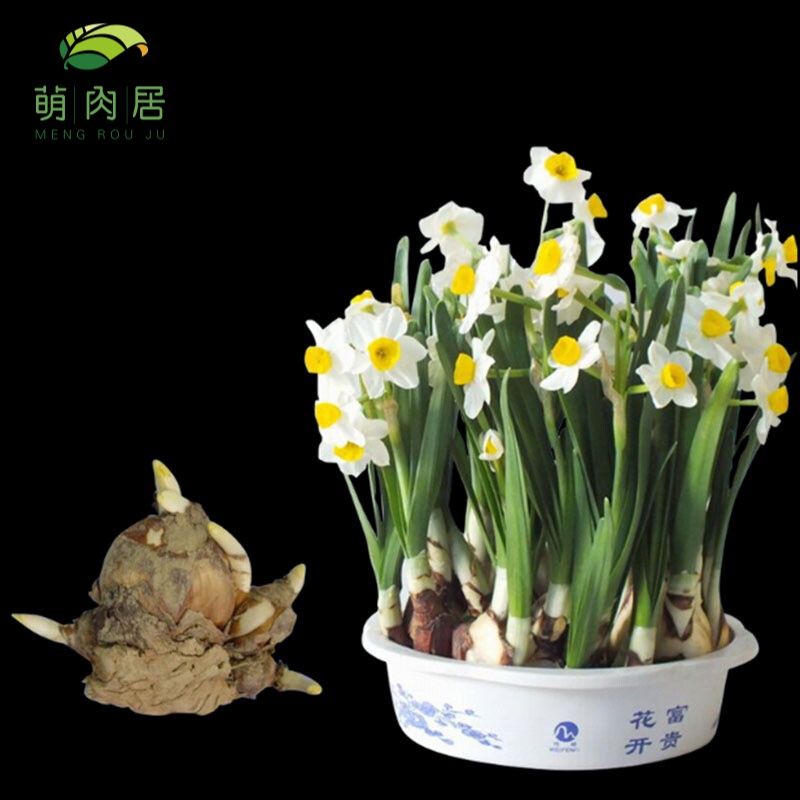 萌肉居水仙花种球水培花卉水仙花套装多头大水仙桌面盆栽球根花卉水培植物玻璃盆 2个水仙球 萌肉居旗舰店