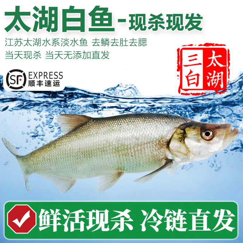 太湖海【特大白鱼】太湖三白翘嘴白条大白刁 鲜活三去淡水鱼类年货送礼  现杀 500g*2条