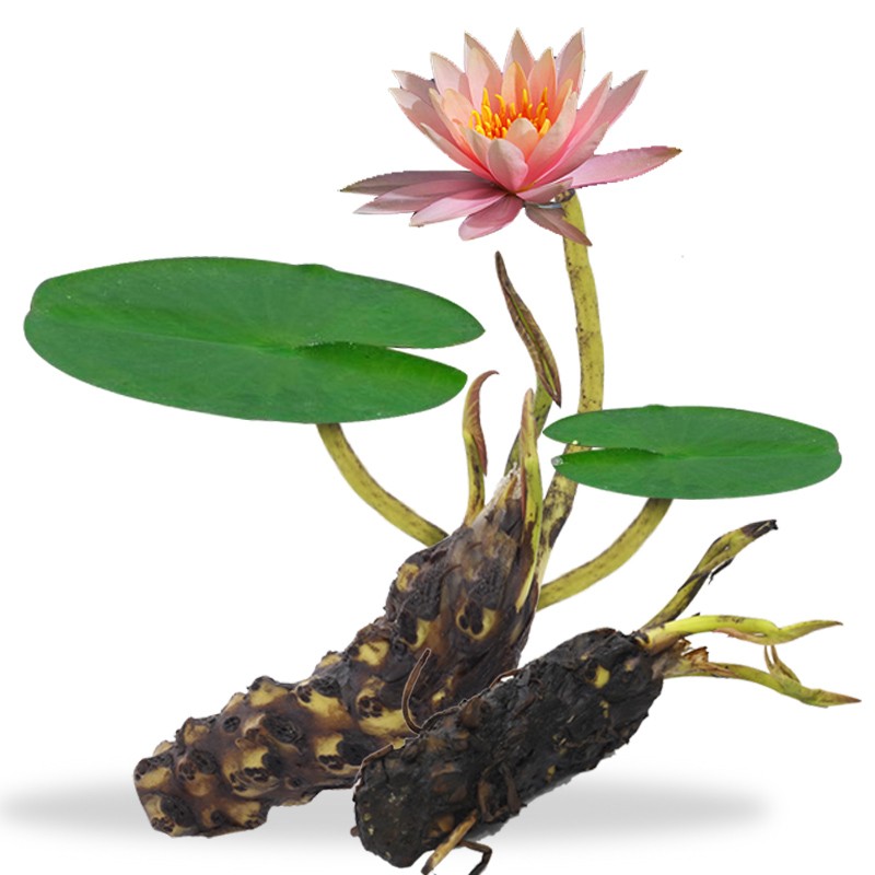 大爱婧骑带芽大睡莲根块根茎碗莲荷花种子盆栽水培植物水生根块四