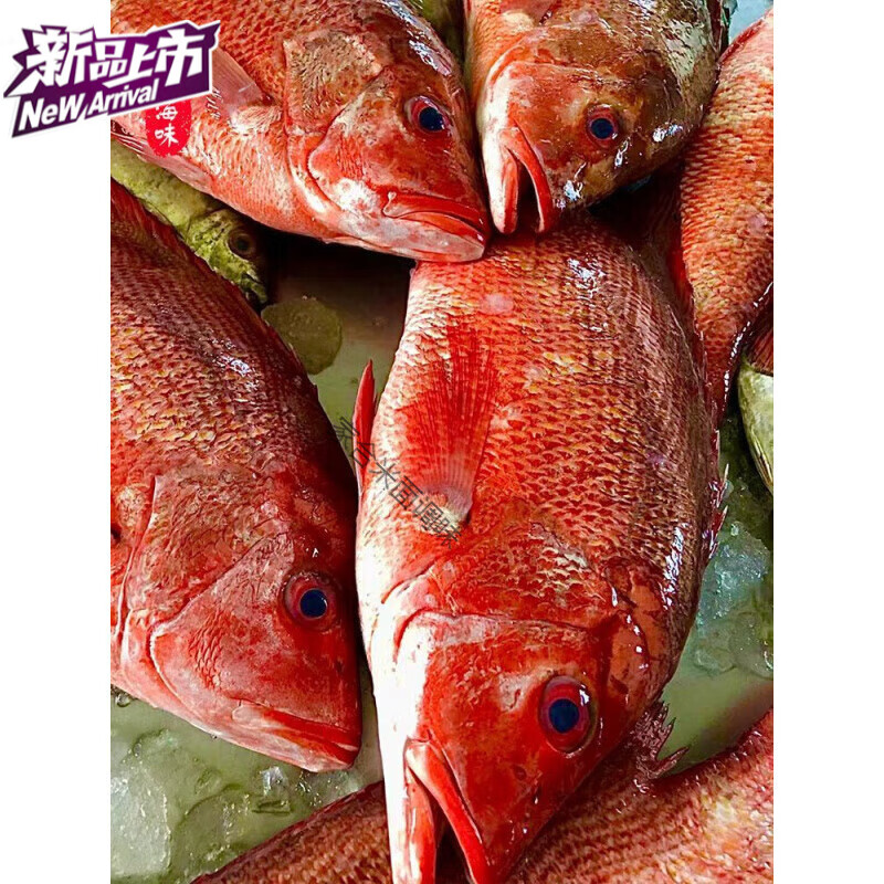 整条红鱼年货送礼北部湾粤西沿海渔民船钓红鳍笛鲷鱼深