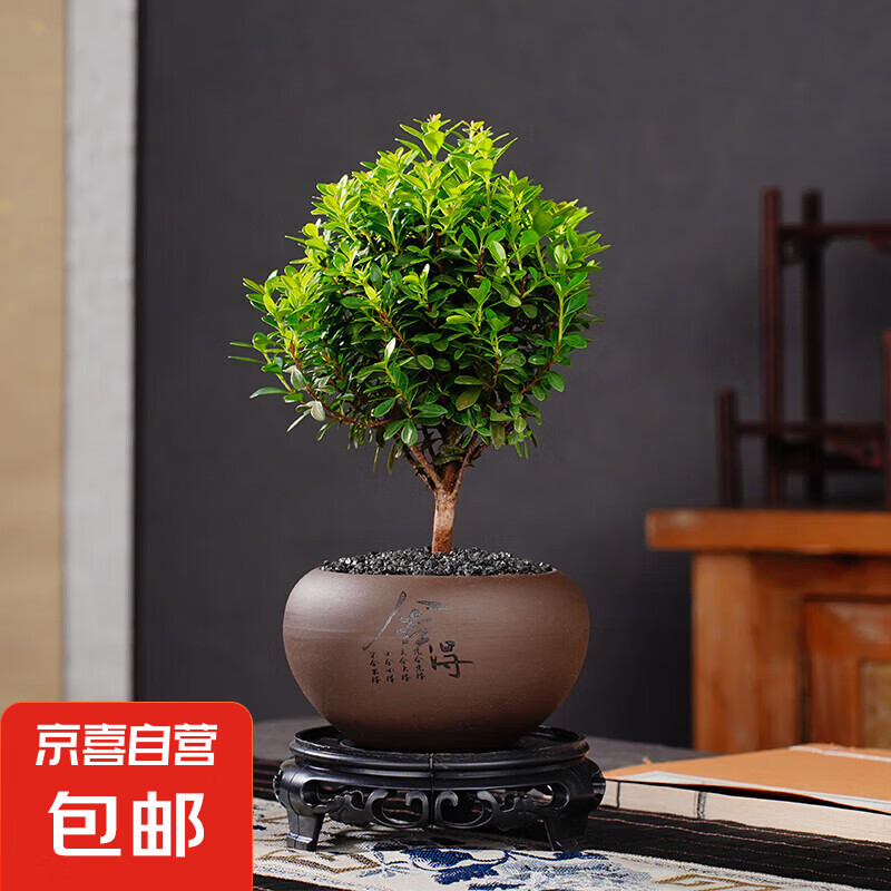 СҶ����辰ֲ��칫���ܻ���ֱ��������ֲ�������ڰڼ�������ֲ ���+��ʨ��ϲ��+�ڽ�ɳ+������