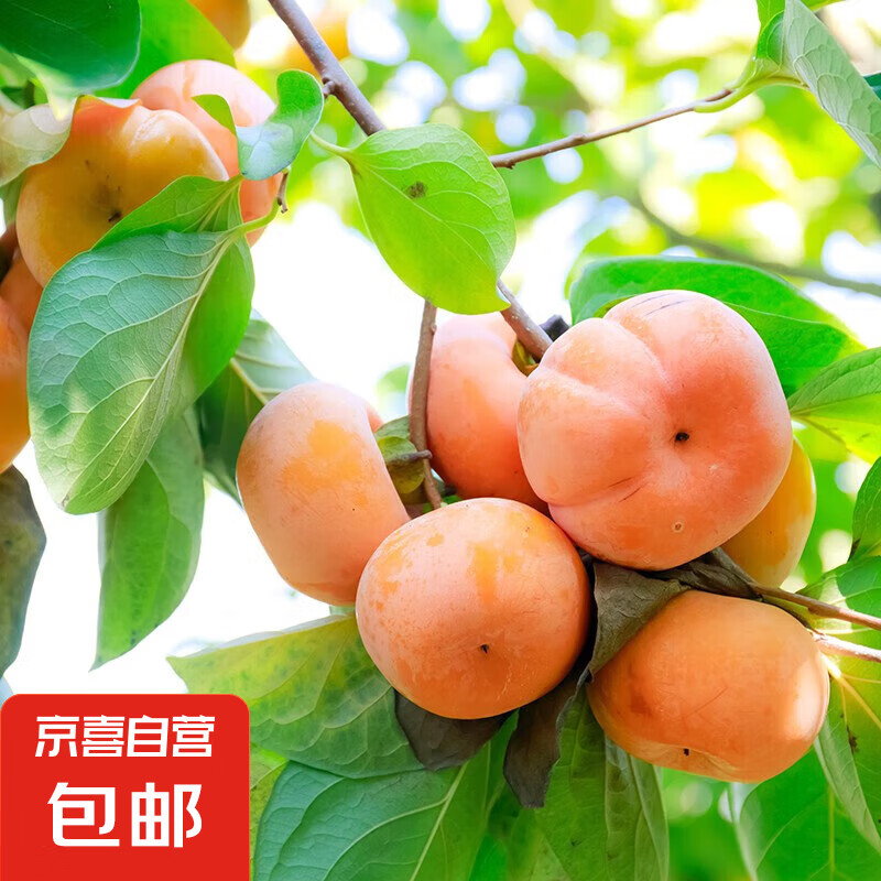 庭院阳台盆地栽甜脆软柿子树苗南北方种植 红灯笼6年苗【当年结果】