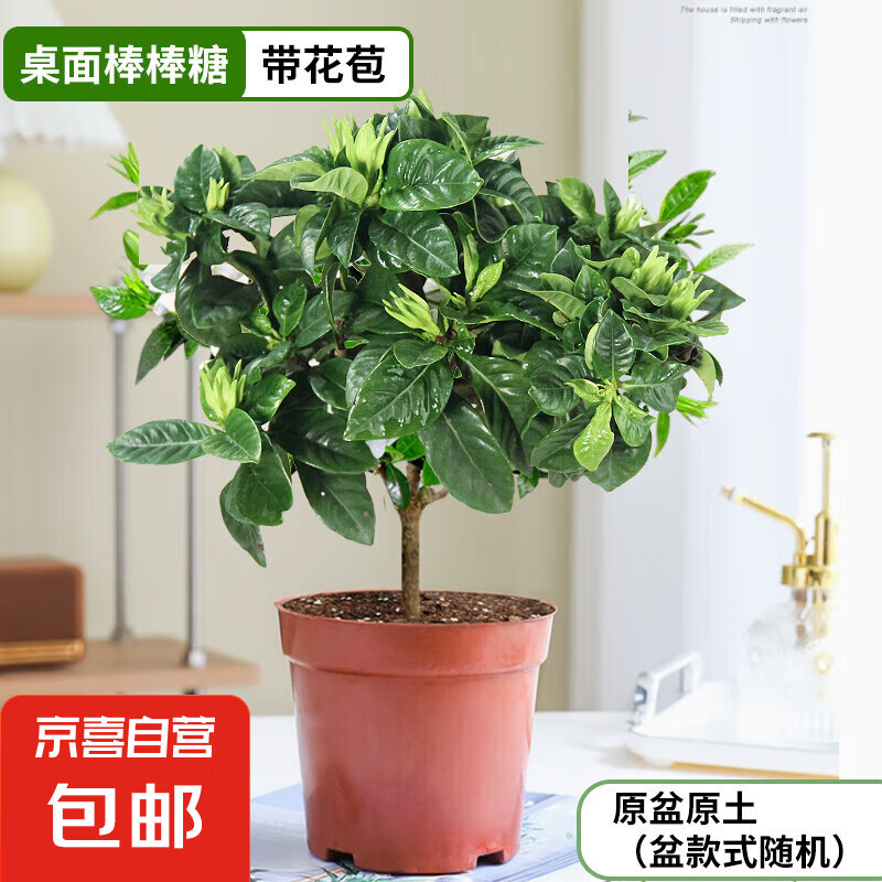 ���ӻ������ļ�����������׮������Ũ�㻨�ܰ�������̨������ֲ �������ӻ�ԭ����Լ15-20cm