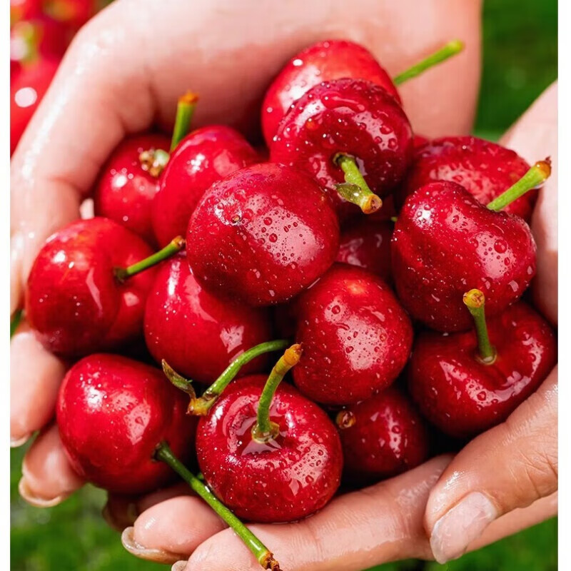 护山人【头茬预定】山东大樱桃国产车厘子新鲜水果 时令生鲜水果端午节 4斤(净重)  23-26mm
