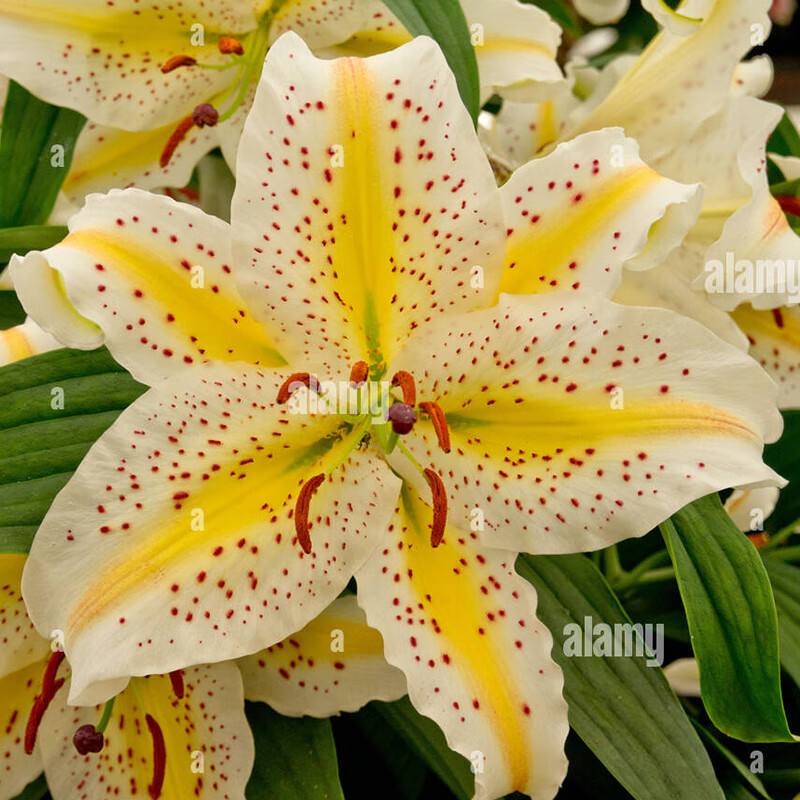 左家花园多个装进口香水百合种球东方花球盆栽庭院花种子四季球根花卉 天香百合/金百合20+cm3球