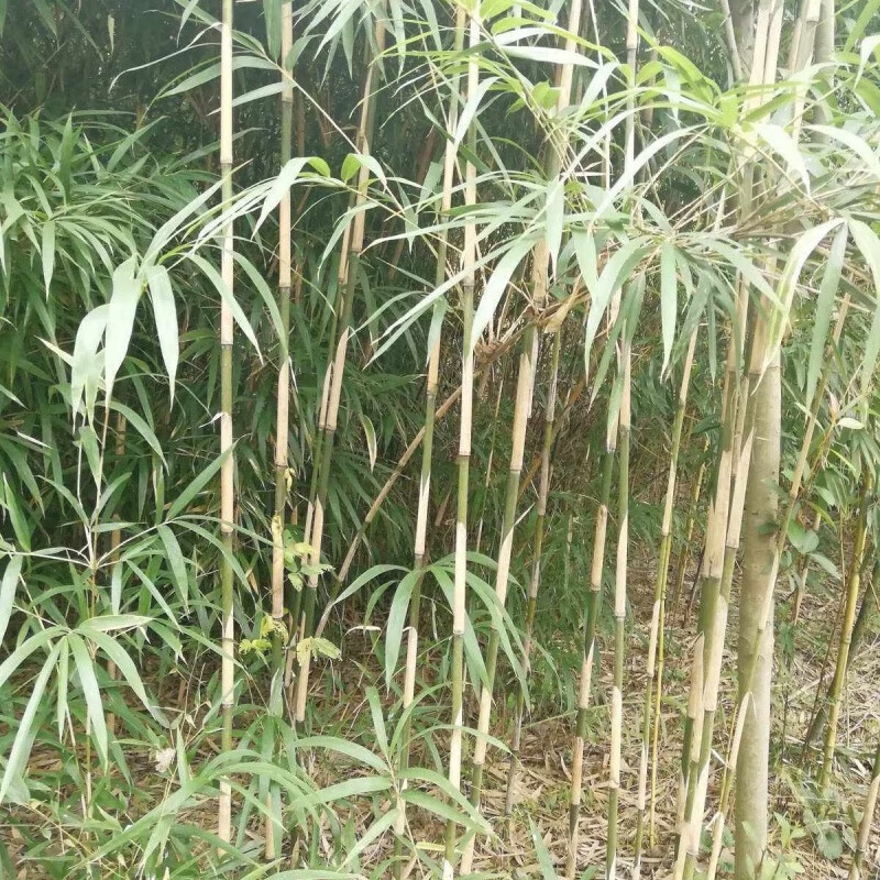 矢竹苗鱼杆竹高野竹苗矢竹子细竹子苗高山竹钓鱼杆竹庭院南北耐寒 5苗