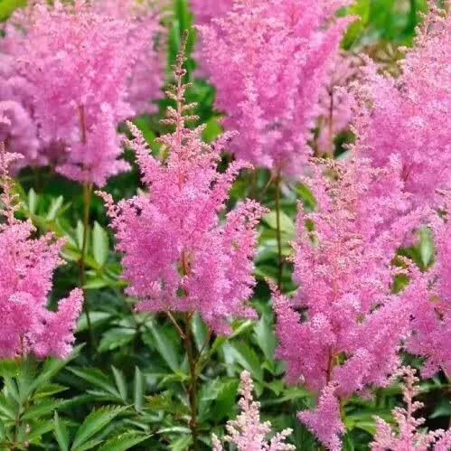 红花升麻白花升麻落新妇绿植花卉种苗现挖发货盆栽易成活 红花5棵装