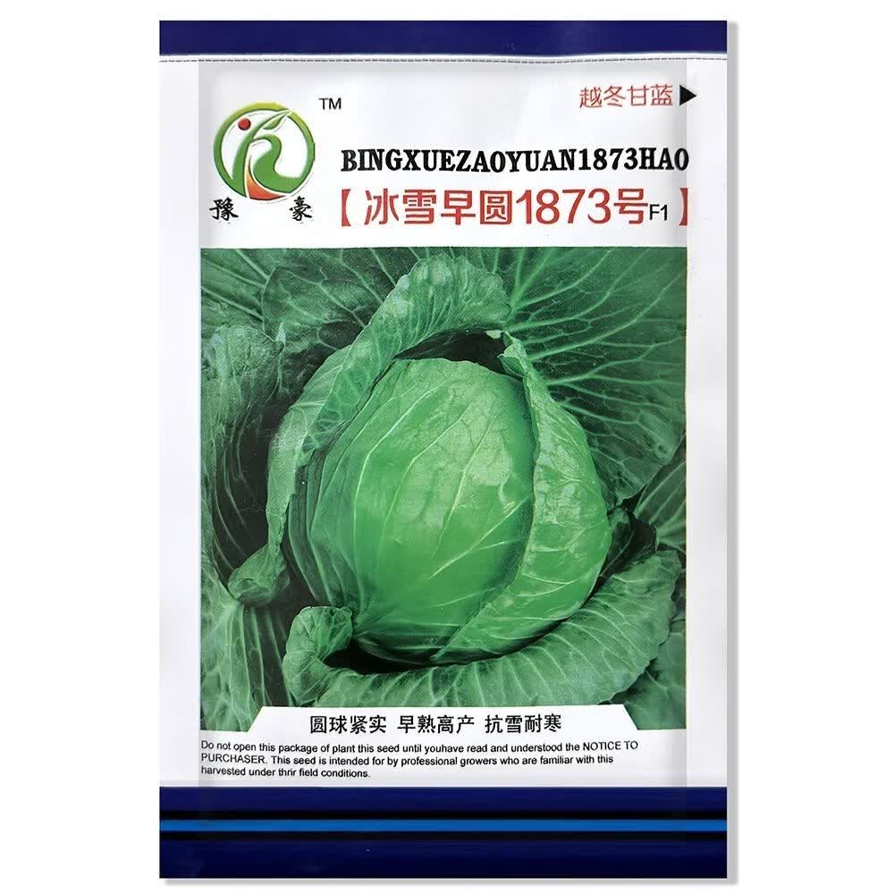 冰雪早圆越冬甘蓝种子包心菜抗病高产绿色耐寒耐裂球有机翠绿 冰雪早