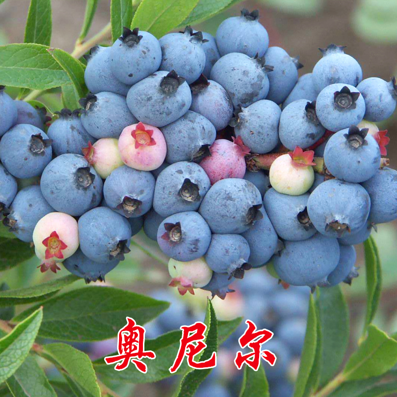 苗盆栽地栽蓝莓苗南北方种植蓝莓树苗庭院种子蓝莓苗当年结果 奥尼尔