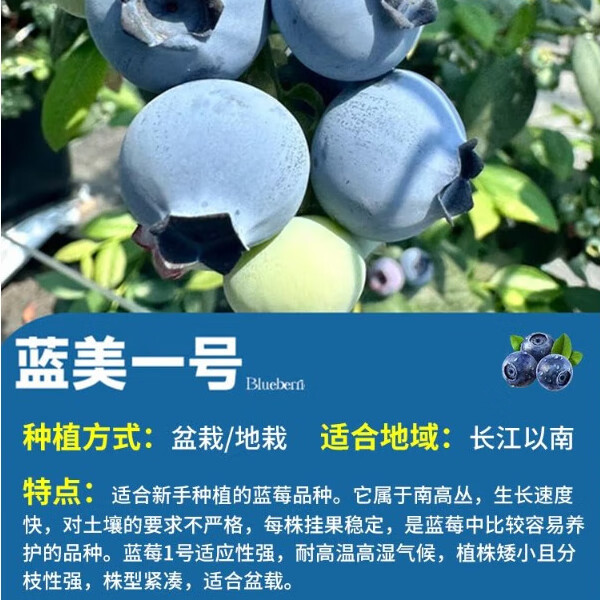 壹植蓝莓树果苗盆栽带大果树苗室内阳台耐寒南北方地栽种植四季结果 (大苗带果)蓝美1号盆栽送肥料40-50cm*2盆 40cm(含)-50cm(不含)