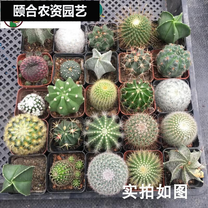 多肉仙人球仙人掌實(shí)生辦公室鸞鳳玉星兜好養(yǎng)的 隨機(jī)一顆4cm球(限購一顆) 裸根不帶土